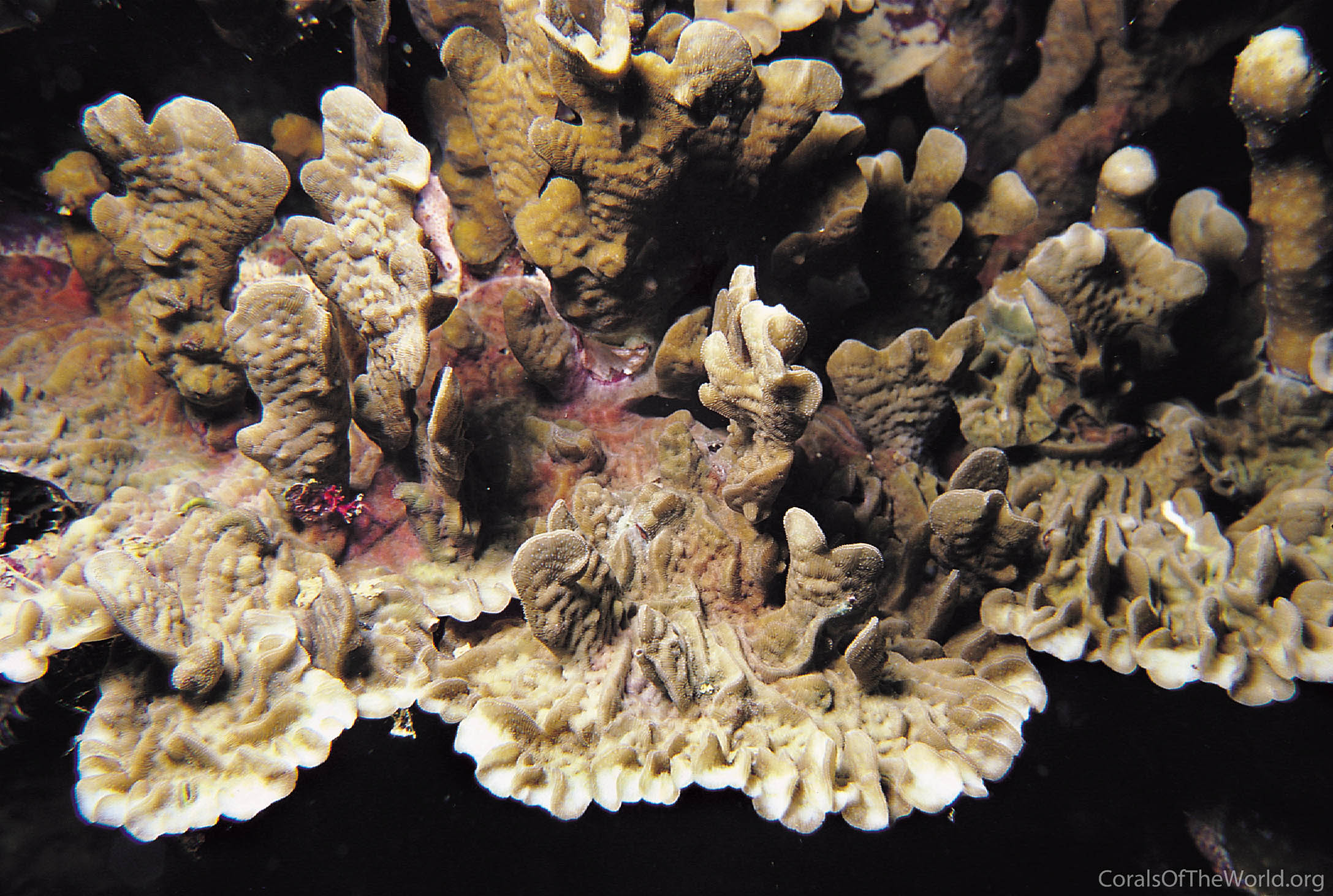 Pavona frondifera