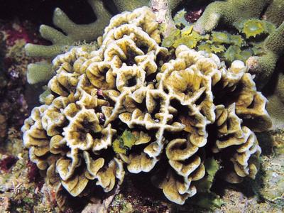 CotW preview: Pavona frondifera