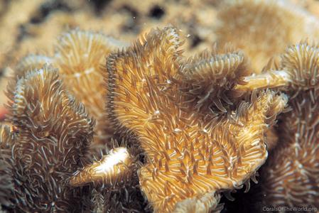 CotW: Pavona frondifera