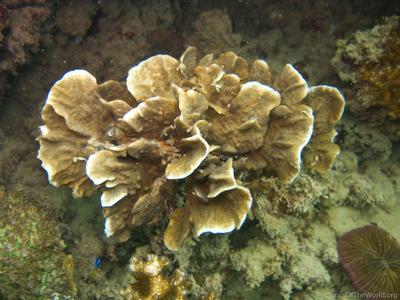 CotW: Pavona frondifera