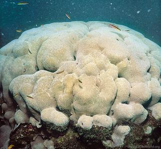 CotW: Pavona gigantea