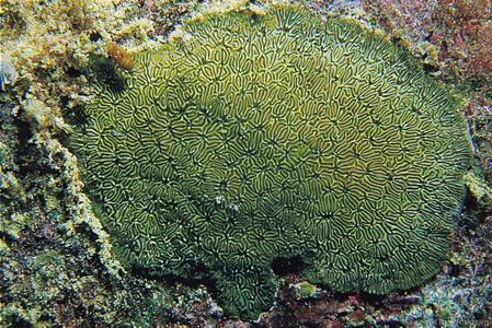 CotW: Pavona gigantea