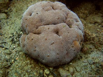 CotW: Pavona gigantea
