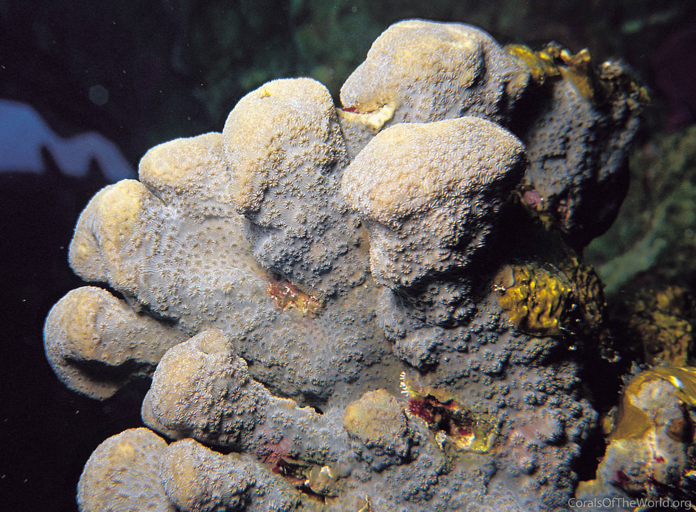 Pavona maldivensis
