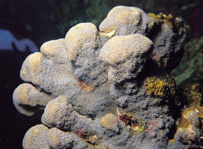 CotW: Pavona maldivensis