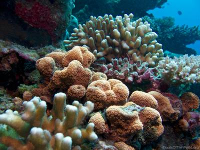 CotW: Pavona maldivensis