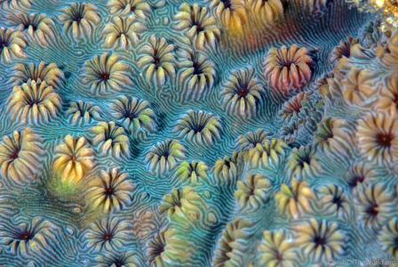 CotW: Pavona maldivensis