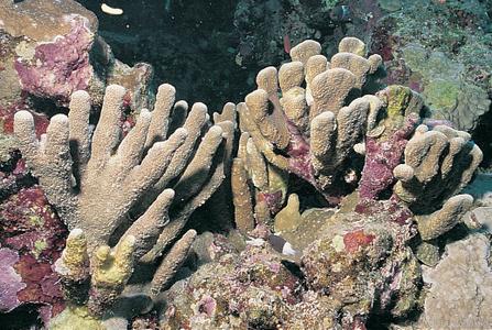 CotW: Pavona maldivensis