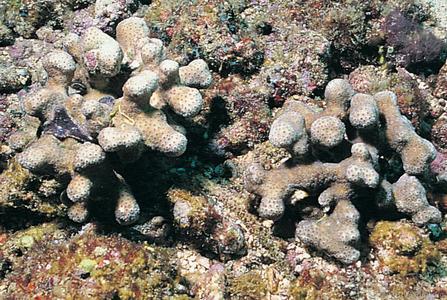 CotW: Pavona maldivensis