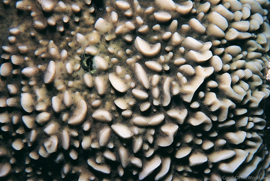 Pavona varians