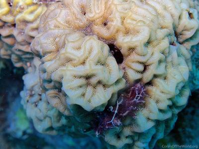CotW: Pavona varians