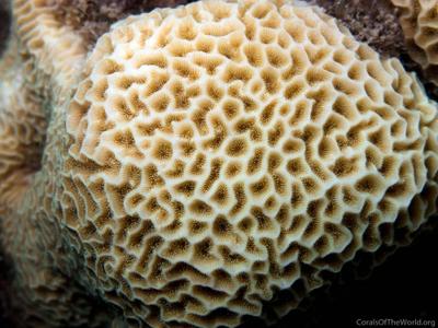 CotW preview: Pavona venosa
