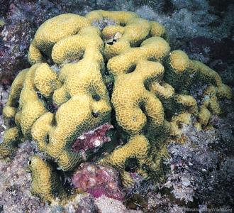 CotW preview: Pavona venosa