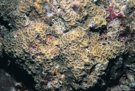 CotW: Pavona venosa