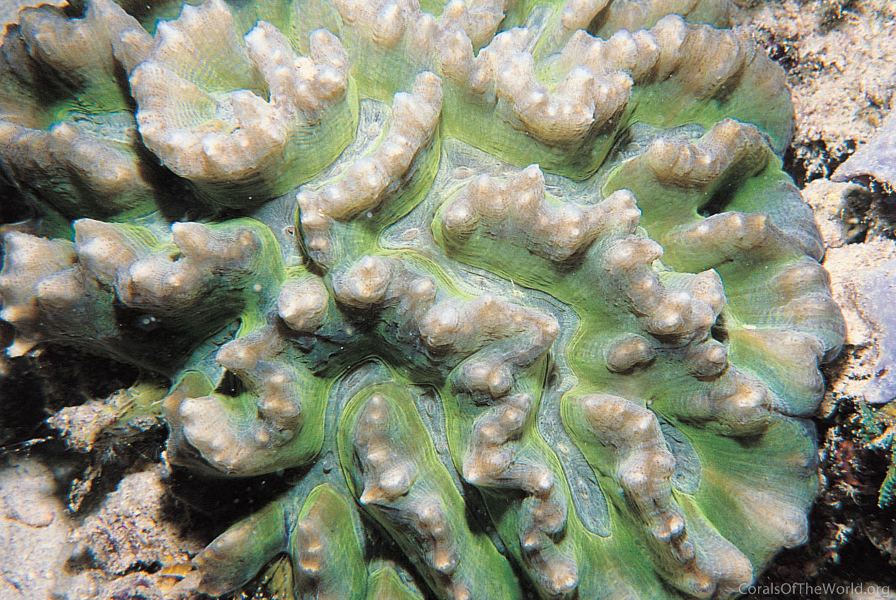 Pectinia africanus