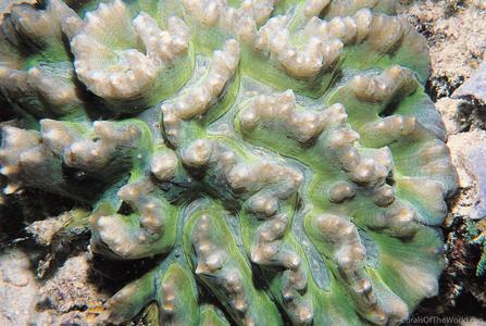 CotW preview: Pectinia africanus