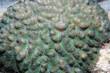 CotW: Pectinia africanus