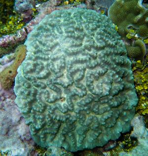 CotW: Pectinia africanus
