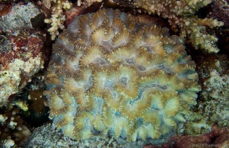 CotW: Pectinia africanus