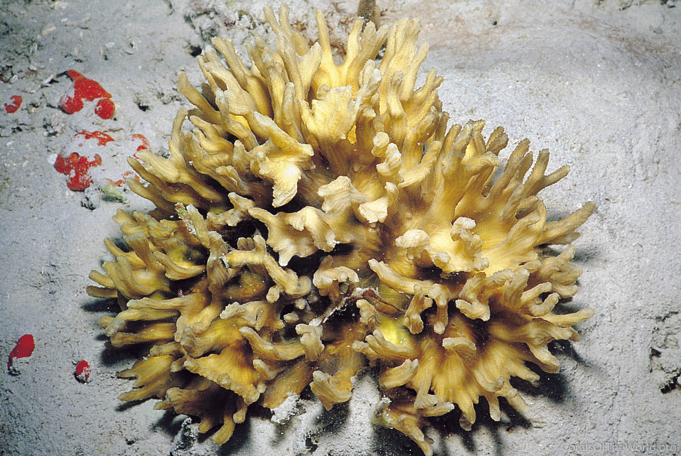Pectinia alcicornis