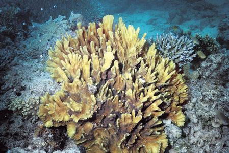 CotW preview: Pectinia alcicornis
