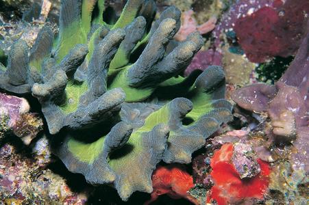 CotW: Pectinia alcicornis
