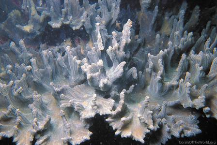 CotW: Pectinia alcicornis