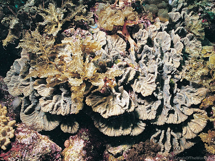 Pectinia ayleni