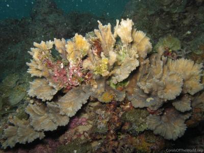 CotW: Pectinia ayleni