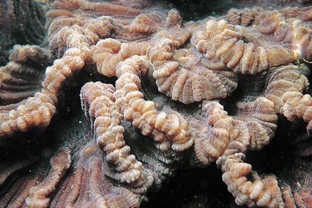CotW: Pectinia ayleni