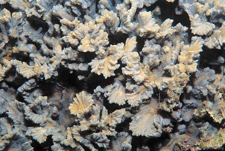CotW: Pectinia ayleni
