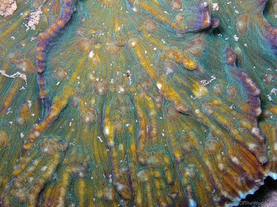 CotW: Pectinia ayleni