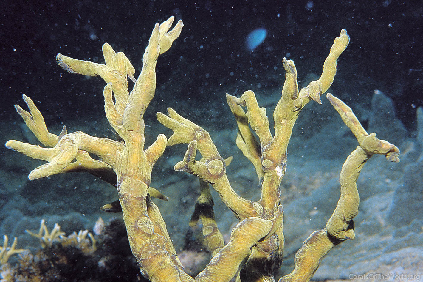 Pectinia elongata