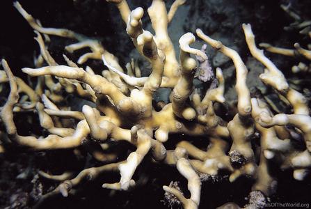 CotW preview: Pectinia elongata