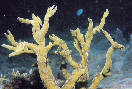 CotW: Pectinia elongata