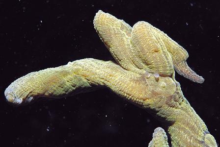 CotW: Pectinia elongata