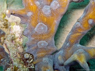 CotW: Pectinia elongata