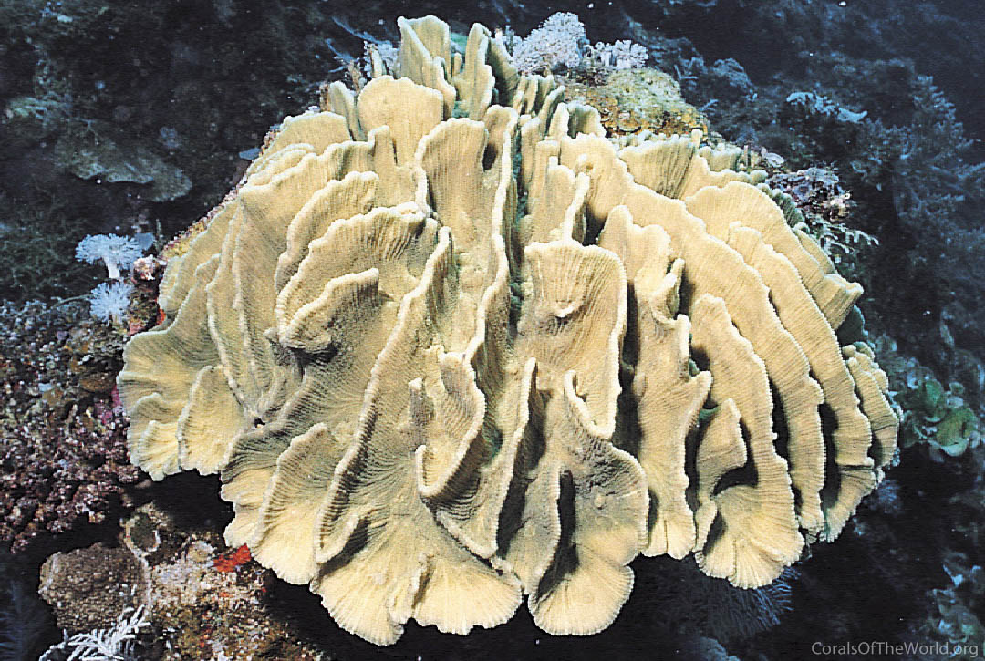 Pectinia lactuca