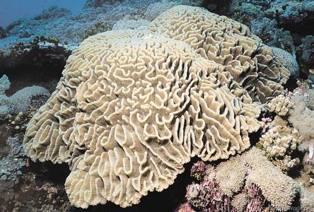 CotW preview: Pectinia lactuca