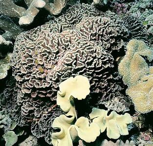 CotW: Pectinia lactuca