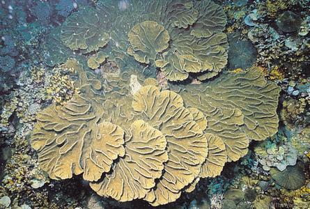 CotW: Pectinia lactuca