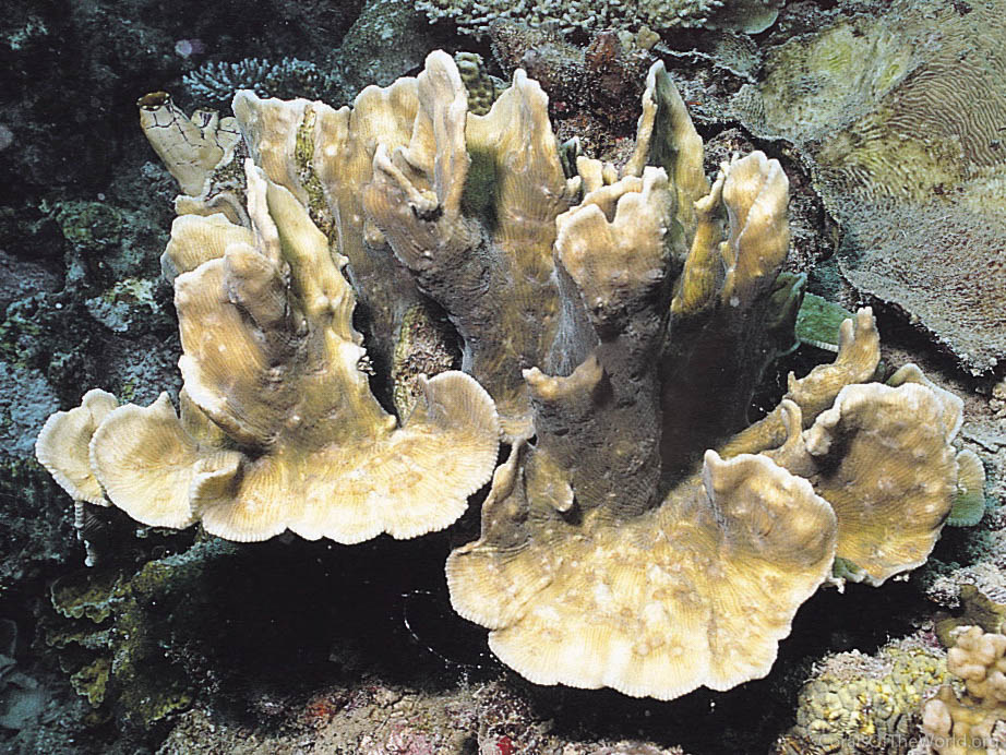 Pectinia maxima