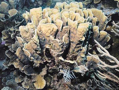 CotW preview: Pectinia maxima