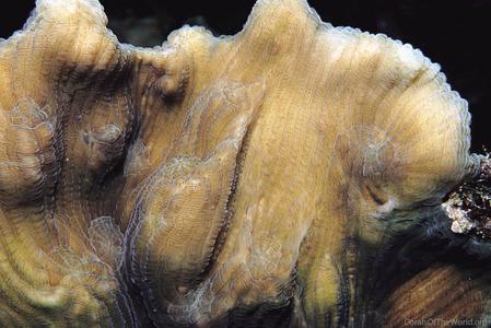 CotW: Pectinia maxima