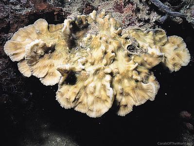 CotW: Pectinia maxima