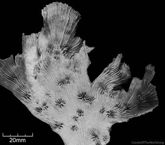 CotW: Pectinia maxima
