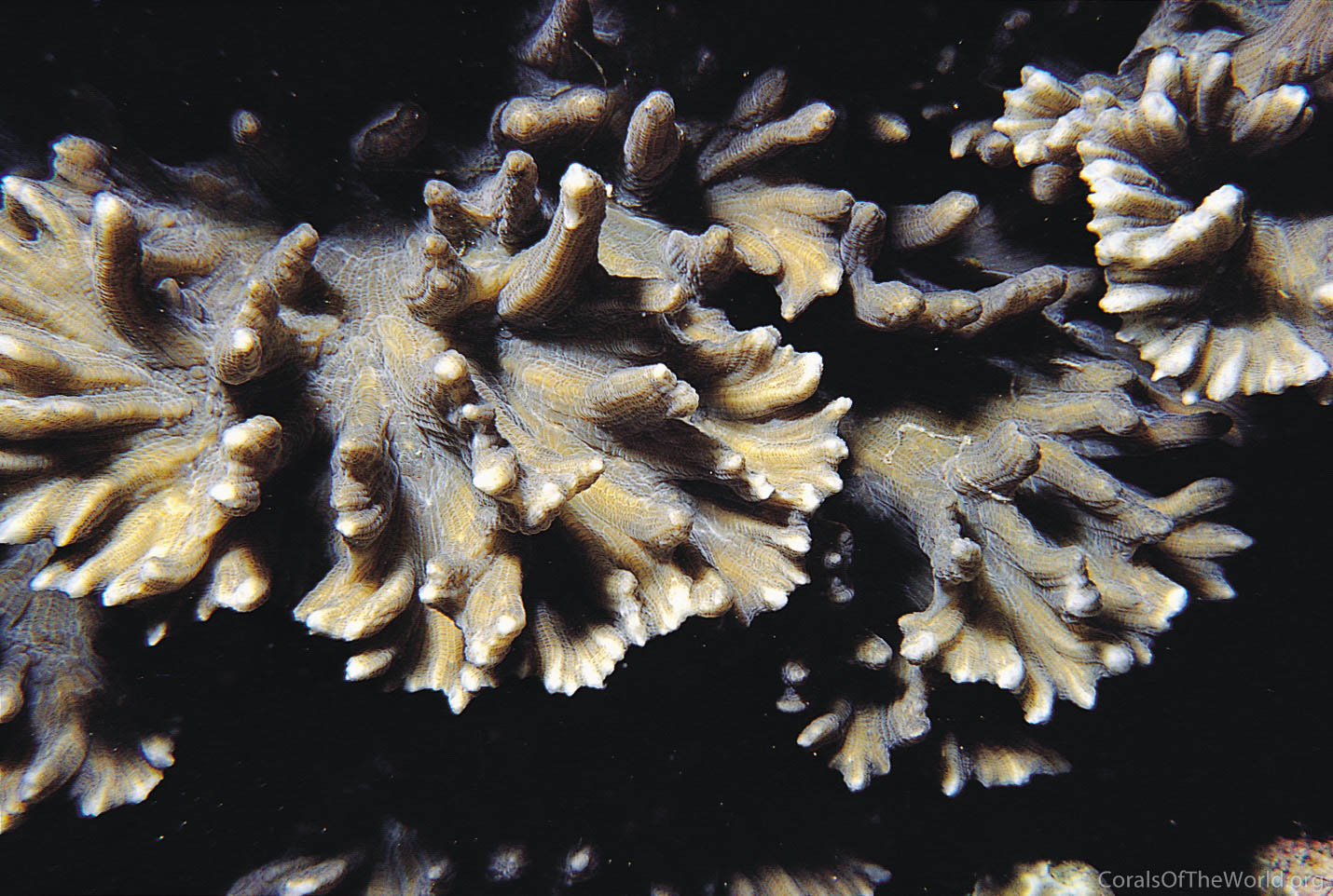 Image from Corals of the World: Pectinia paeonia