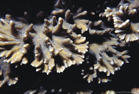 CotW: Pectinia paeonia