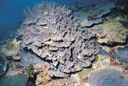 CotW: Pectinia paeonia