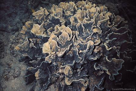 CotW: Pectinia paeonia